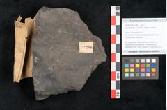 Foto (Objekt + Etikett) von Lepidostrobus variabilis Lindley et Hutton (NHMW-GEO-2024-0188-11286)